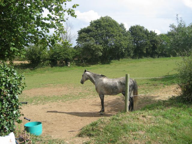 un cheval gris qui refuse de regarder l'objectif