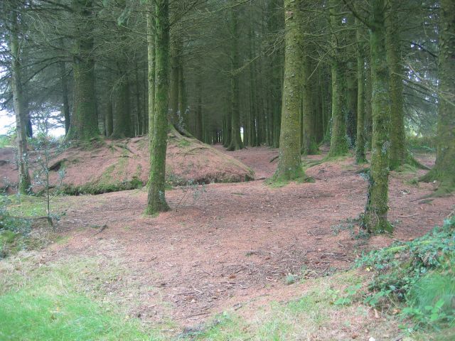 sous-bois de conifres... beacoup de sapins dans le coin !