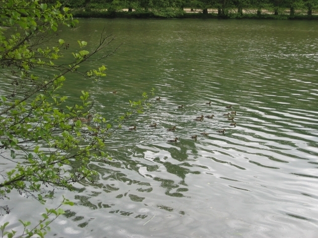 je dérange une famille de canards... le signal de départ est donné