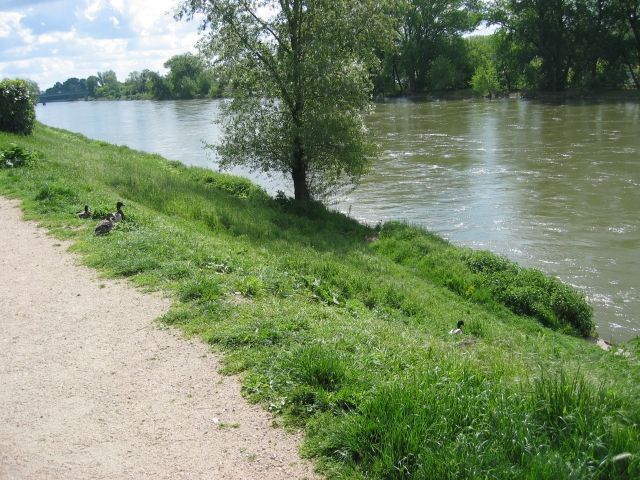 sur le chemin, on rencontre des canards