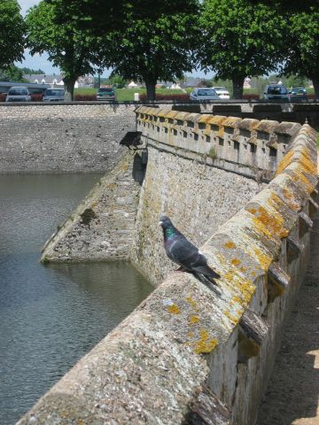 voilà un pigeon heureux !