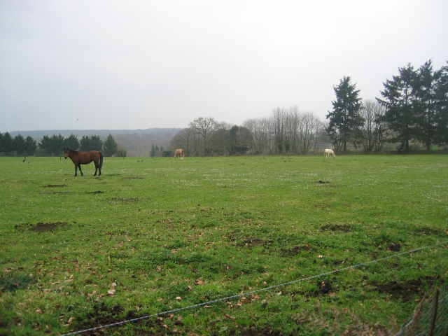 ça ne donne pas envie d'être cheval ?