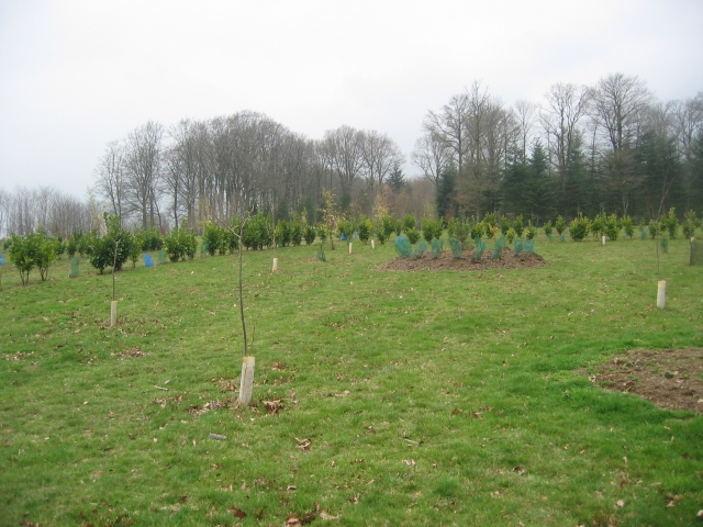 replantage, replantage... que vont-ils nous faire ?