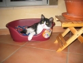Chaussette