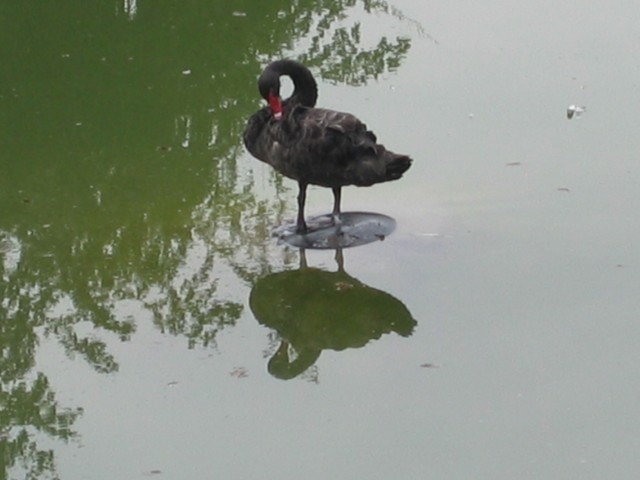 un bec rouge magnifique ! est-ce un cygne noir ?