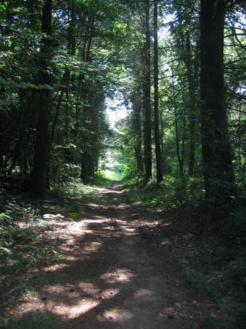 c'est le bois de Caurel