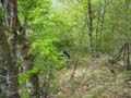 reine-jeanne_66